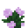 Peony