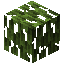 Mangrove Leaves